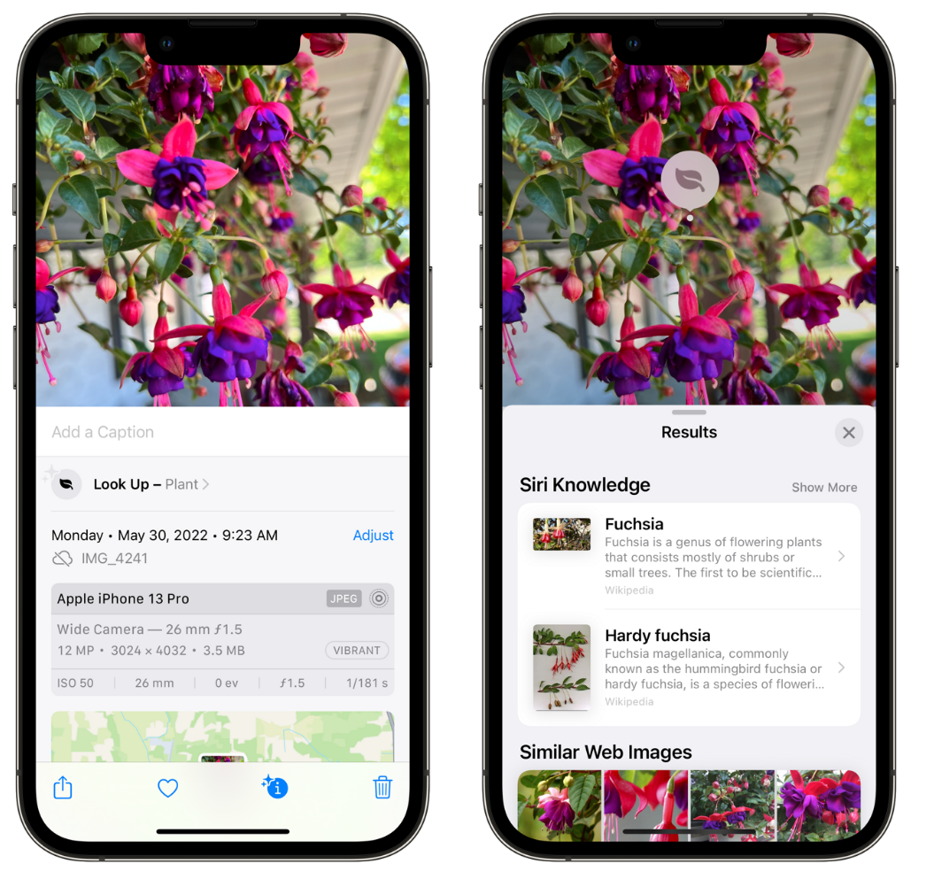 芦淞苹果手机维修分享小技巧：使用 iPhone 相机识别花卉植物 